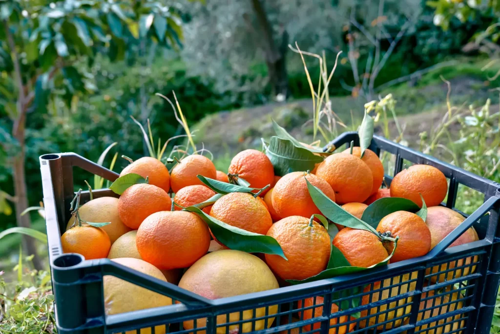 Crate of freshly harvested oranges and citrus fruit from a Queen Sienna Fresh orchard