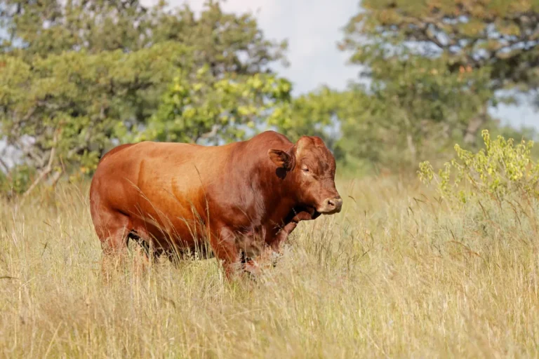 Free-range cattle grazing on open pasture at a Queen Sienna Fresh farm