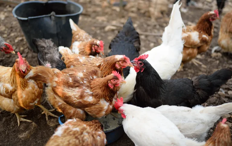 Free-range chickens feeding on a Queen Sienna Fresh poultry farm