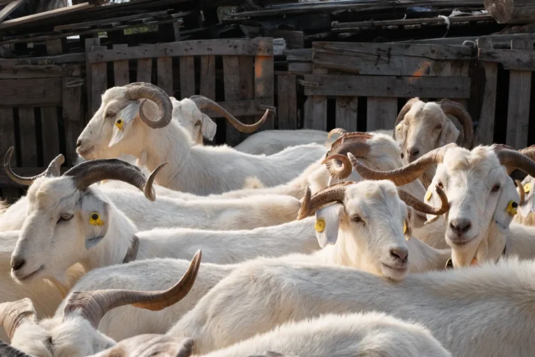 Herd of goats being reared as ruminant livestock at a Queen Sienna Fresh farm