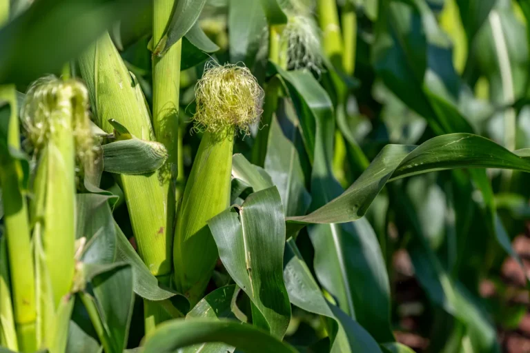 Close-up of maize crop stalks growing in a Queen Sienna Fresh field