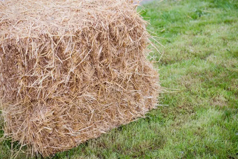 Close-up of a straw bale used in animal feed production at Queen Sienna Fresh